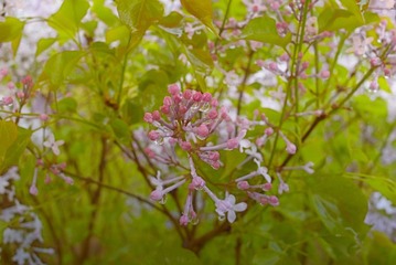 IMGP1372.jpg