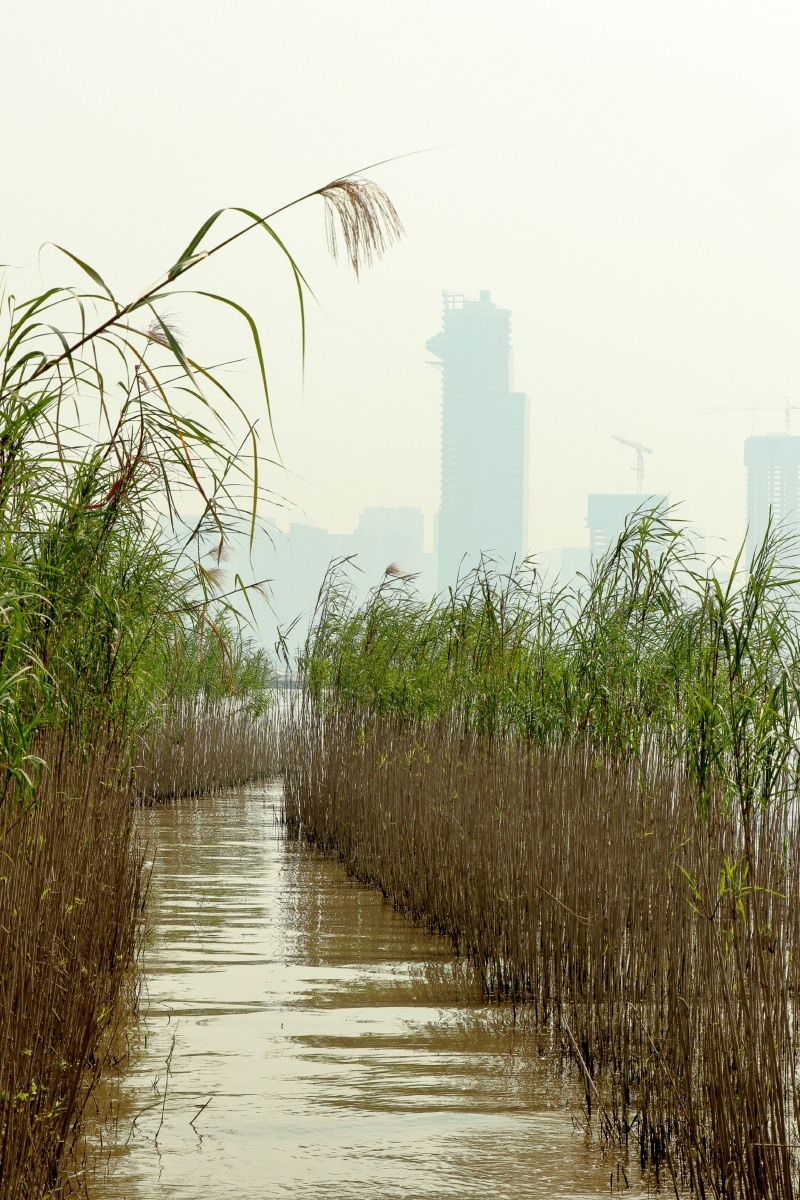 江边的芦苇