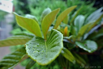 DSC_3307X.jpg