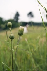 DSC_3988Y.jpg