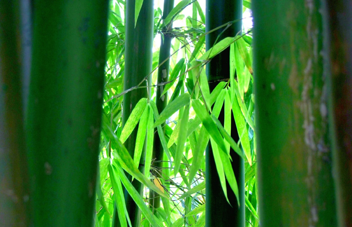 竹子清新脱俗四季长青