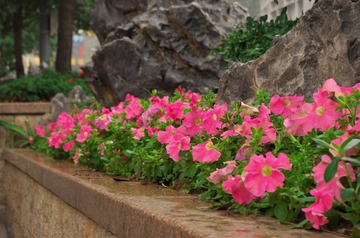 IMGP0741.jpg