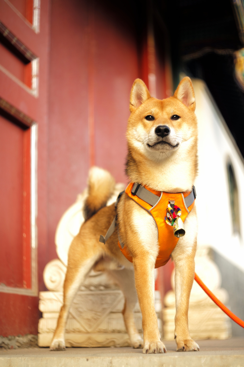 柴犬shiba inu