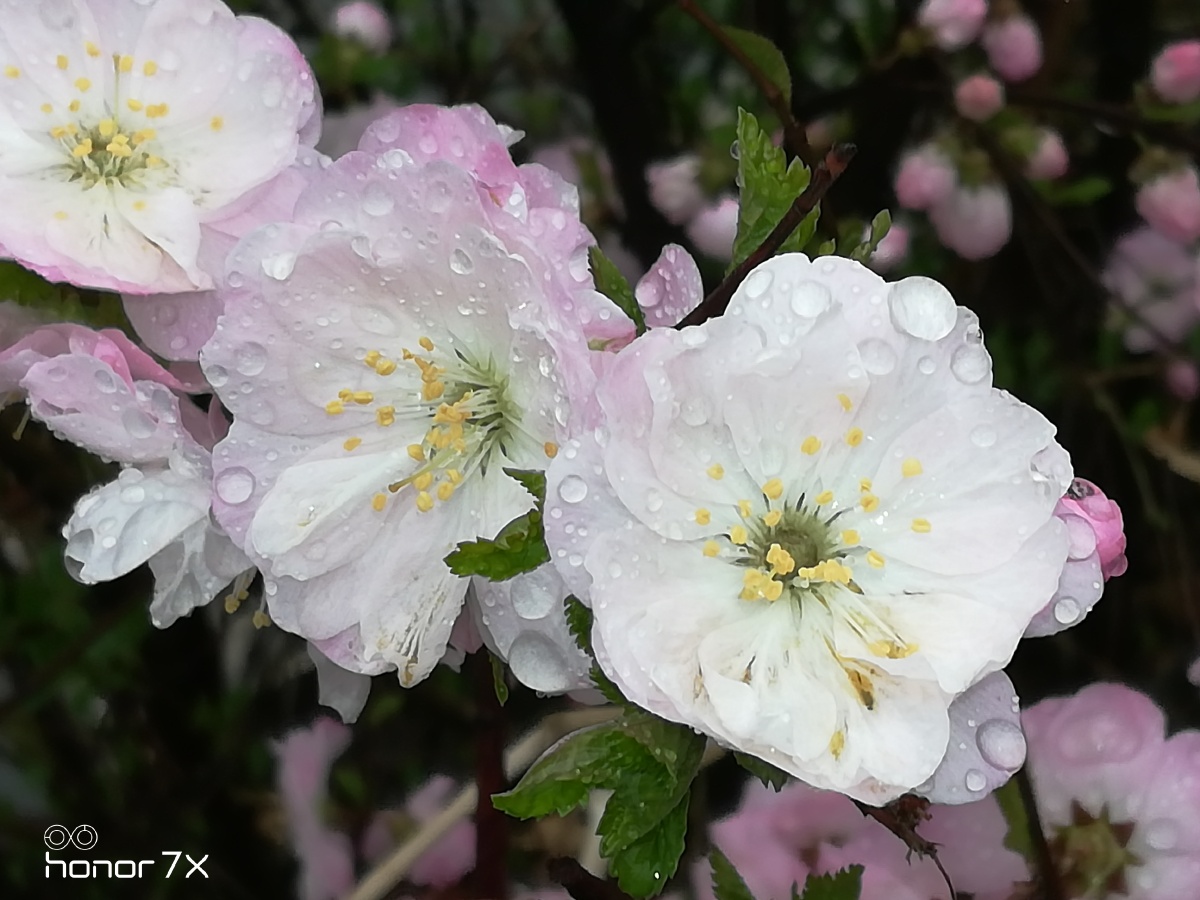 雨中桃花