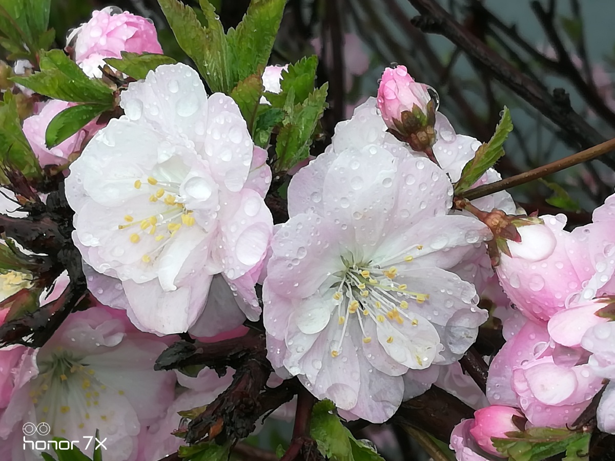 雨中桃花