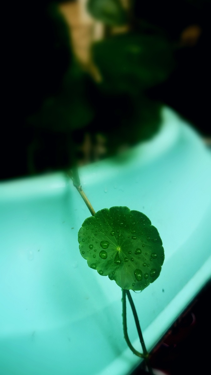 手机雨天拍摄的铜钱草