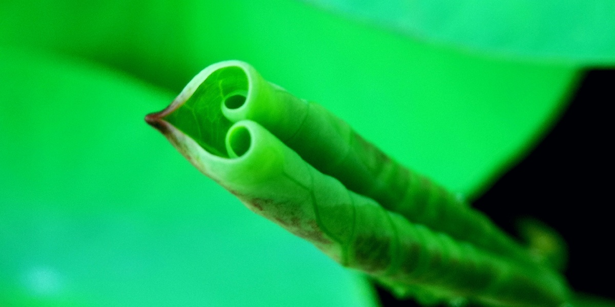 手机宅园微距镜头下的嫩荷尖