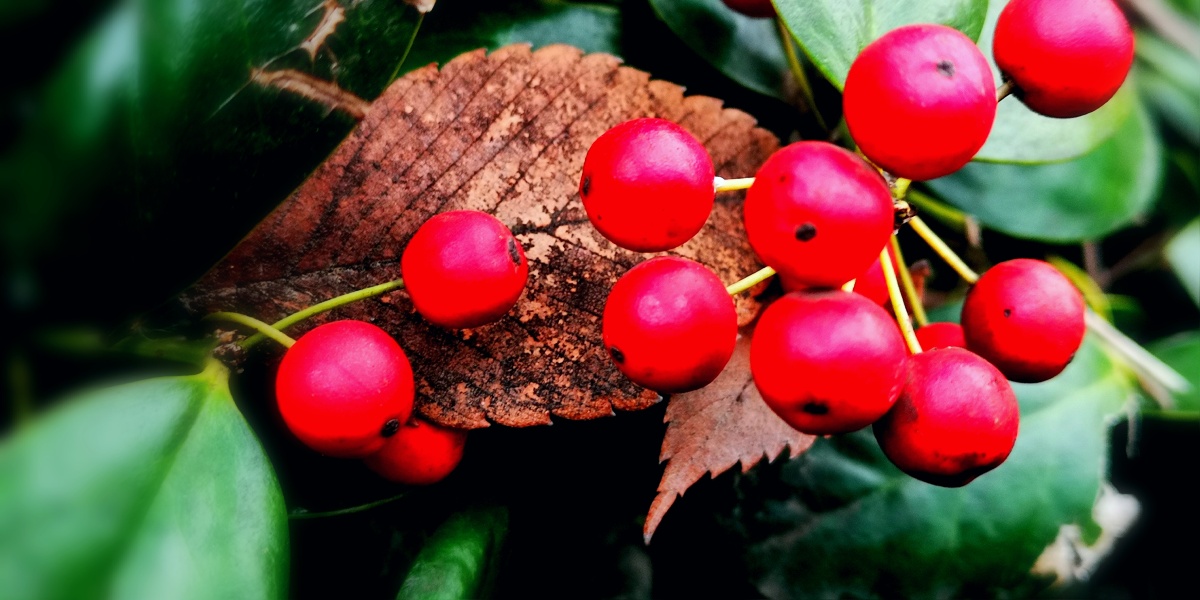 手机微距镜头下的野浆果