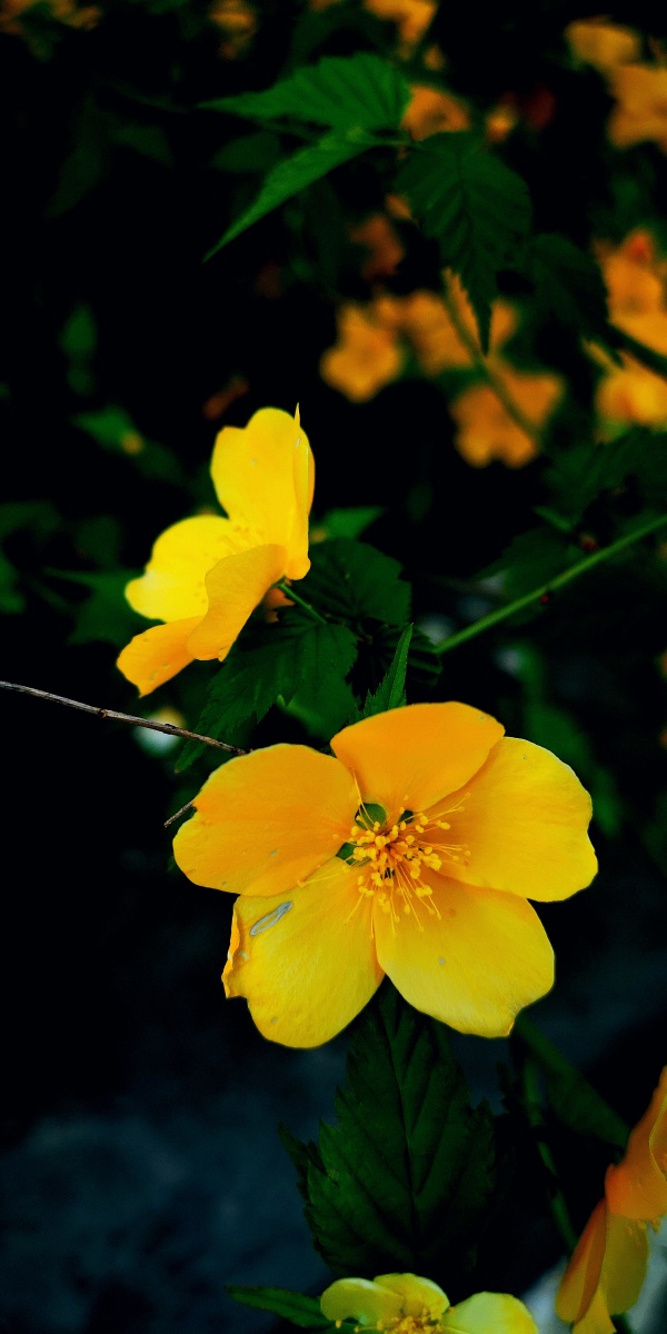 石湖公园拍摄的路边小黄花