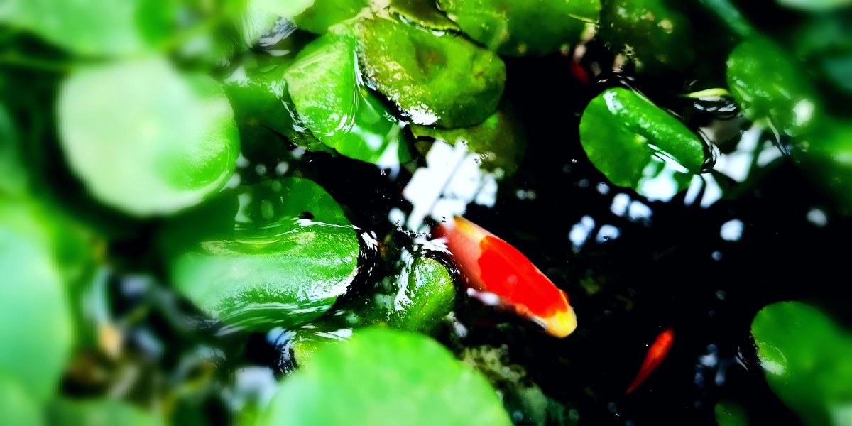 手机宅院拍摄的红鱼戏水