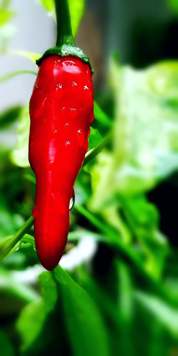 雨天手机微距镜头下的红辣椒