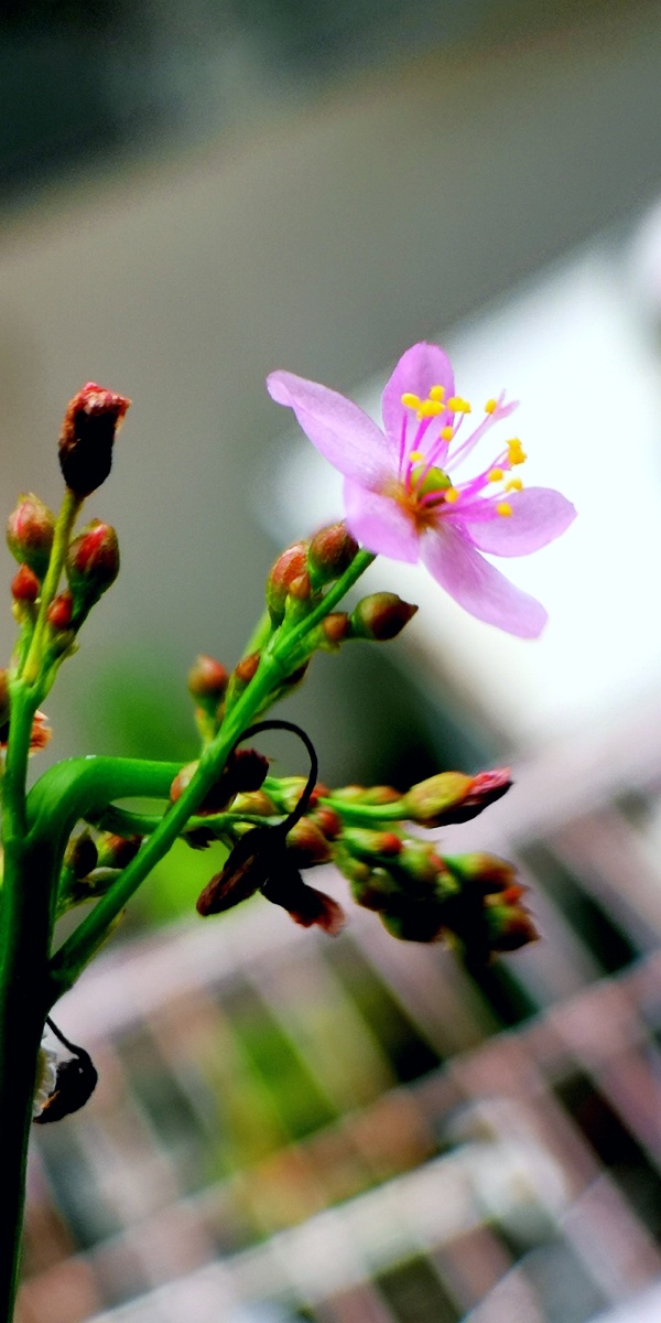 手机微距镜头下的土人参花 - 郁林坤 - 图虫
