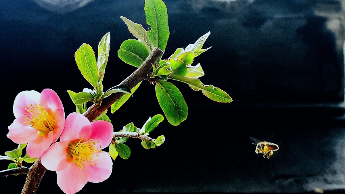 宅院手机微距拍摄的海棠花