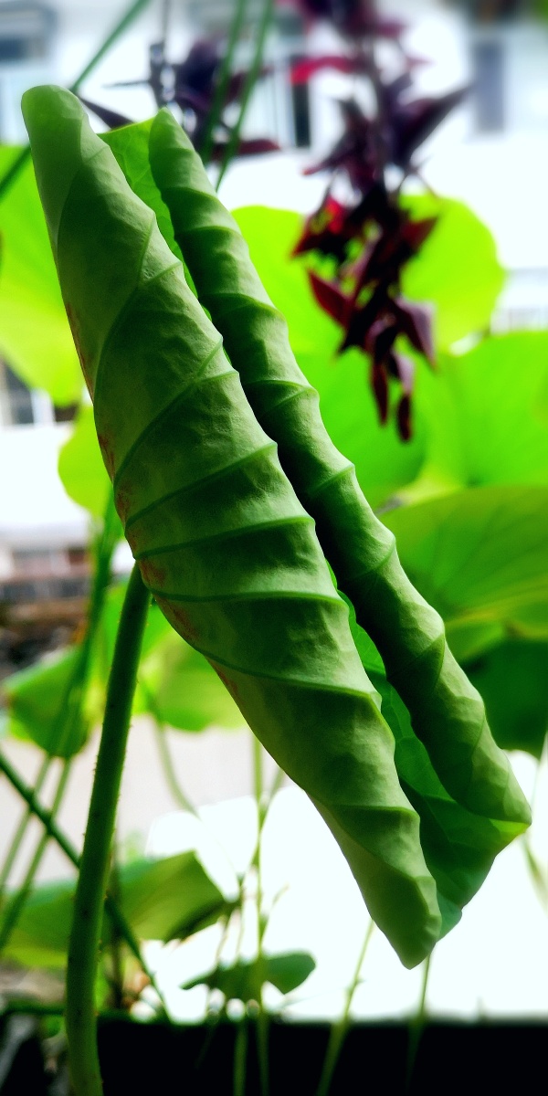 手机拍摄的出水嫩荷叶