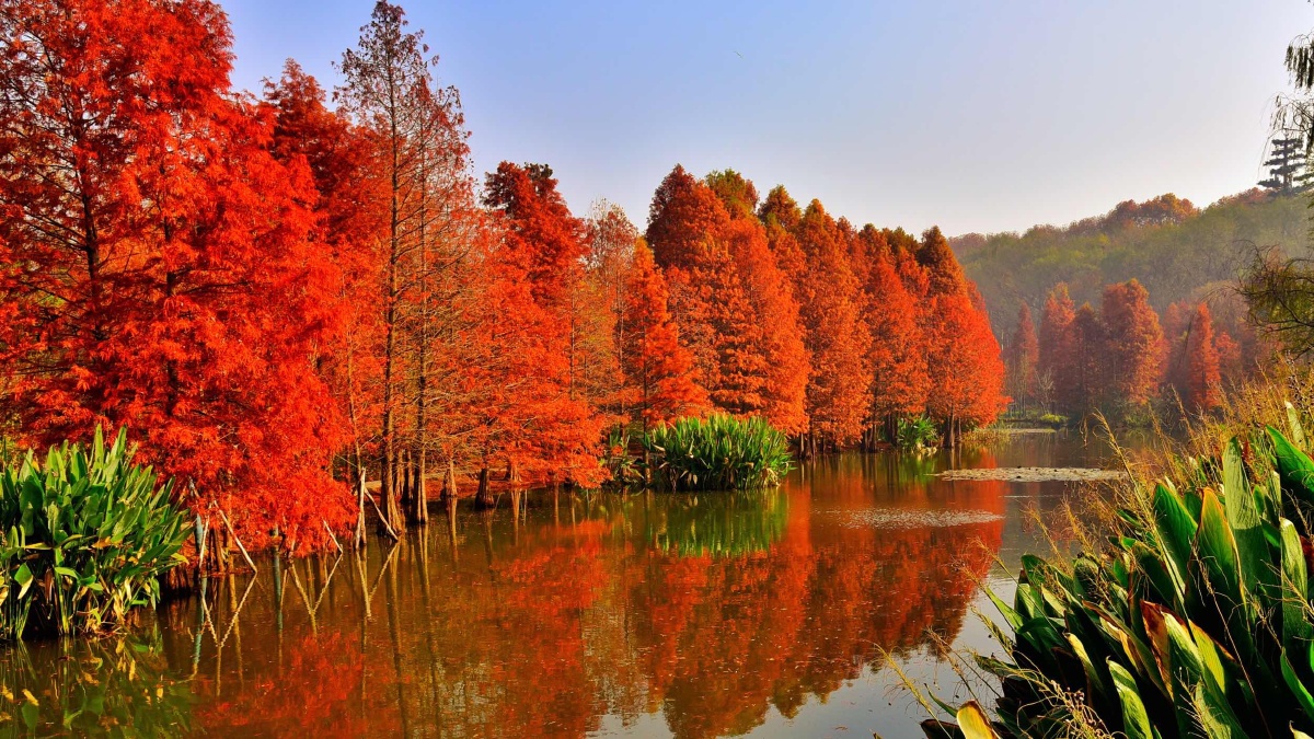 南京梅花谷景区位于明孝陵附近仲秋时节秋色迷人