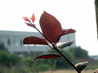 DSC06724.JPG