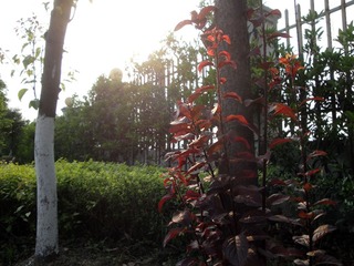 DSC06731.JPG