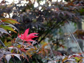 DSC06763.JPG