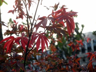 DSC06765.JPG