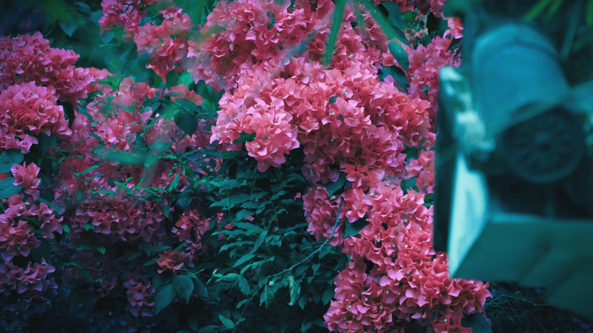 繁花似锦 - 北棠灬 - 图虫