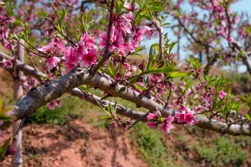 SAM_1913