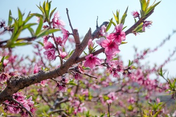 SAM_1915