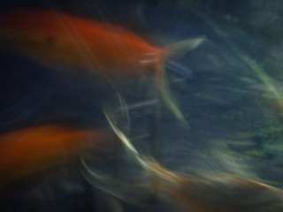 R0016809