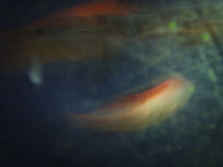 R0016810