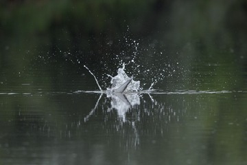 IMG_3061-2