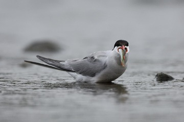 IMG_3064-2