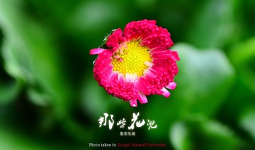 小花004