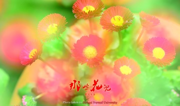 小花005