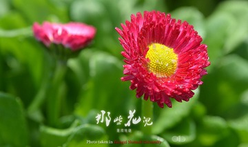小花008