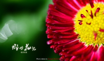小花009