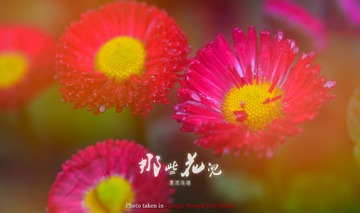 小花010
