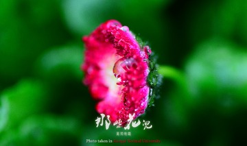 小花011