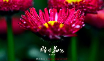 小花012