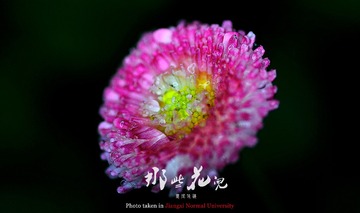 小花014