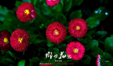 小花016