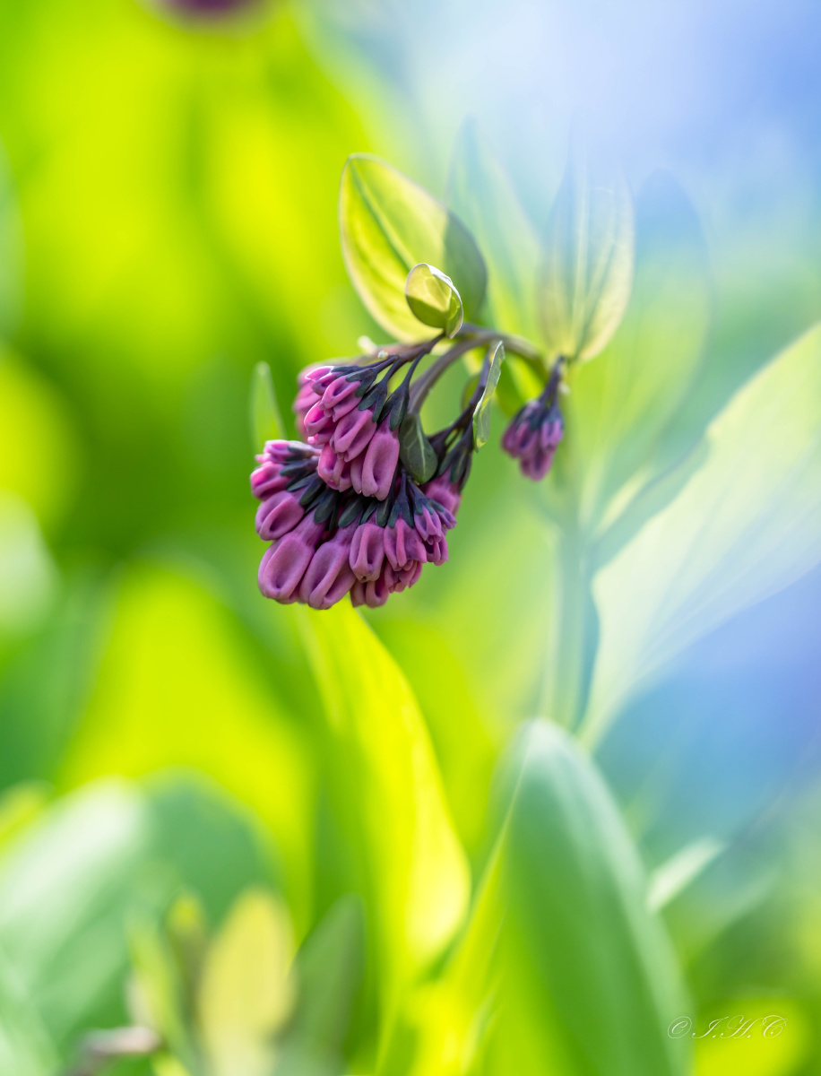 等待花开 - lilycat1490 - 图虫网 - 优质摄影师交流社区