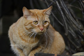 _DSC3839