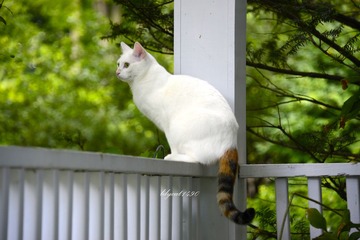_DSC0563a