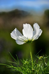 _DSC1063a
