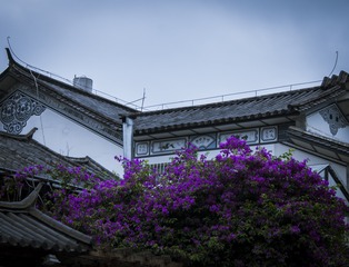 DSC_0510DSC_0510