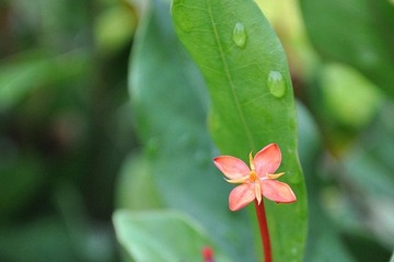 静静绽放
