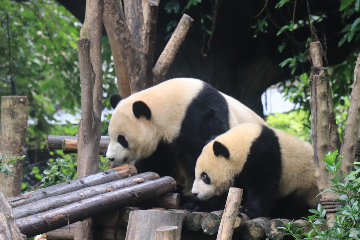 小熊猫