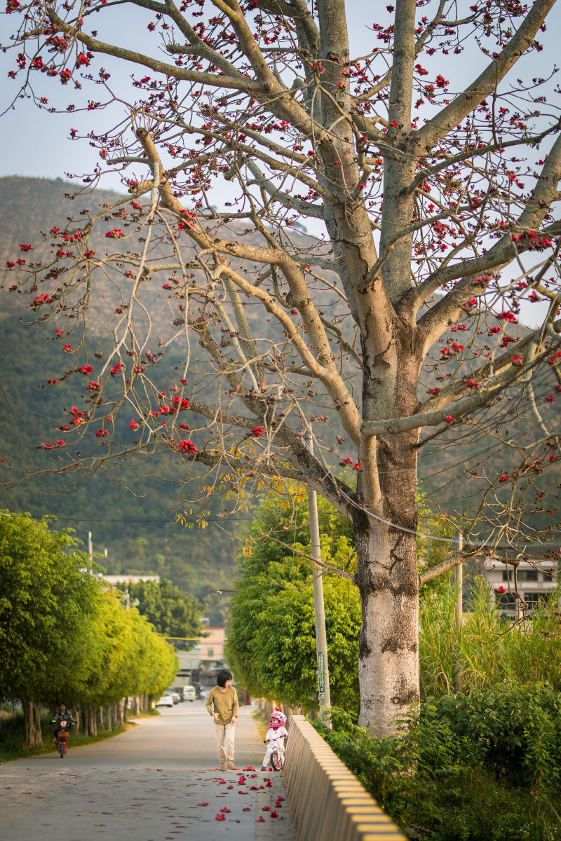 红棉树下,多么好看啊 - tongyi - 图虫