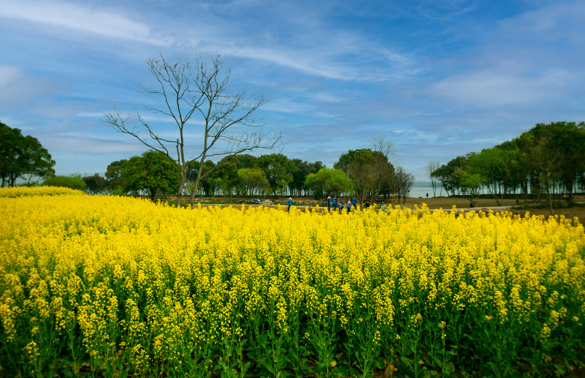 武汉森林公园的油菜花 - 飘流萍 - 图虫