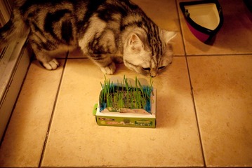 我的猫草终于长出来了