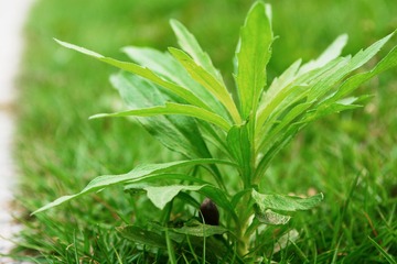 小蓬草1p1